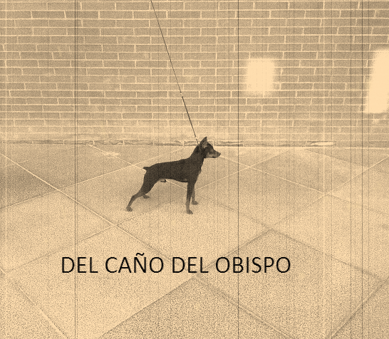 VENDO CACHORRAS DE PINSCHER MINIATURA