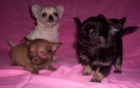 vendo chihuahuas pelo largo - mejor precio | unprecio.es