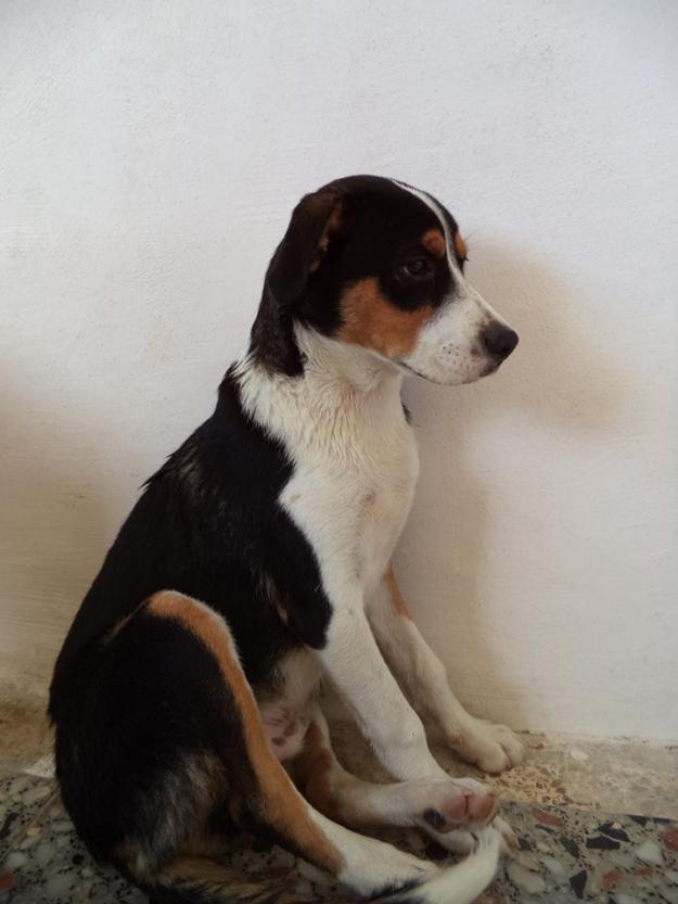 Adopción perro (cachorro) - Gandia
