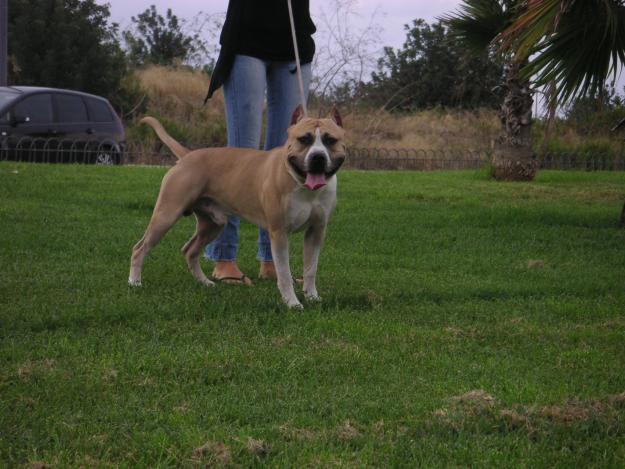 american staffordshire terrier