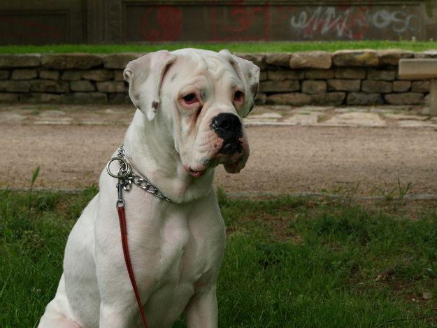 BOXER BLANCA MUY CARIÑOSA
