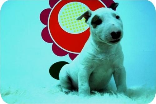 Cachorritos de Bullterrier.