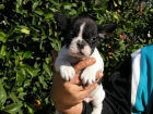 Cachorros bulldog frances - mejor precio | unprecio.es