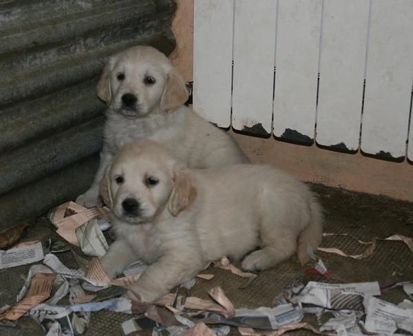 cachorros golden
