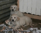 cachorros golden - mejor precio | unprecio.es