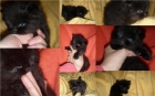 Gatos persas - mejor precio | unprecio.es
