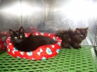 Gina y chus gatitos en una jaula urge acogida/adopción - mejor precio | unprecio.es