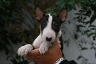 IMPRESIONANTES CACHORROS DE BULLTERRIER,MUY COMPACTOS - mejor precio | unprecio.es
