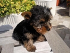 LINDOS YORKSHIRE TERRIER MACHO Y HEMBRAS 400E - mejor precio | unprecio.es