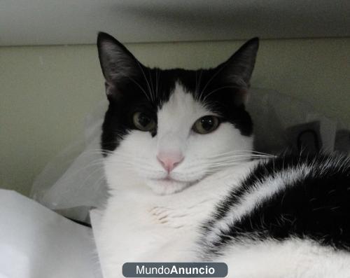 Tiana, gatita sin suerte
