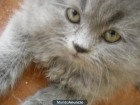 vendo gatito persa - mejor precio | unprecio.es