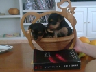yorkshire terrier - mejor precio | unprecio.es