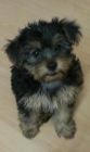 yorkshire terrier autenticos - mejor precio | unprecio.es