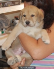 cachorros de mastin español puros - mejor precio | unprecio.es