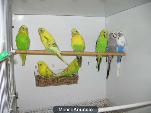 vendo periquitos jóvenes en Madrid,Alcalá de Henares