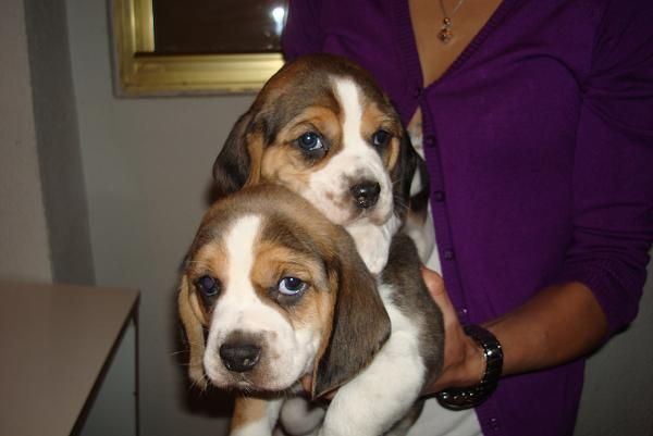 Autenticos beagles tricolor