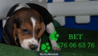 Beagle, garantia y muy buen precio - mejor precio | unprecio.es