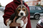 Beagle inigualables - mejor precio | unprecio.es