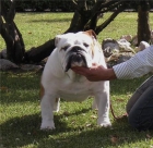 Bulldog Ingles disponible para montas - mejor precio | unprecio.es