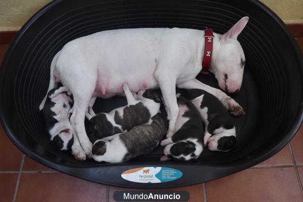 Cachorros bull terrier