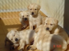 CACHORROS DE LABRADOR,DE CALIDAD - mejor precio | unprecio.es