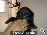 cachorros labradores con pastor belga
