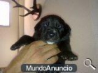 cachorros labradores con pastor belga - mejor precio | unprecio.es