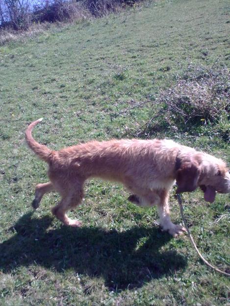 CACHORROS Y PERROS INICIADOS AL JABALI