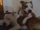 Camada American Staffordshire - mejor precio | unprecio.es