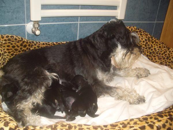 Camada Schnauzer mini negro plata