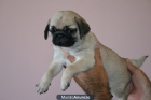 Carlinos. Cachorros de muy buena calidad - mejor precio | unprecio.es