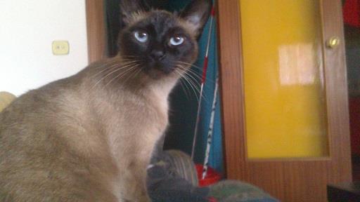 Lola, preciosa siamesa de 2 años. Necesita adoptante urgentemente.