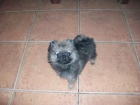 precioso cachorro pomerania - mejor precio | unprecio.es