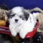 Shih Tzu y perritos malteses - mejor precio | unprecio.es