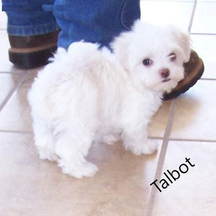 TODOS NUESTROS MALTESECACHORROS SE ENTREGAN CON
