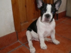 VENDO CACHORRO BULLDOG FRANCES - mejor precio | unprecio.es