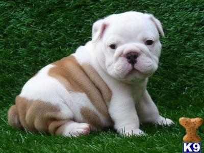 Vendo cuatro cachorritos de Bulldog Inglés-hembras 200€