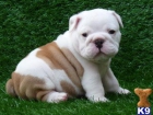 Vendo cuatro cachorritos de Bulldog Inglés-hembras 200€ - mejor precio | unprecio.es