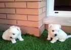 west highland white terrier sierra de gata - mejor precio | unprecio.es