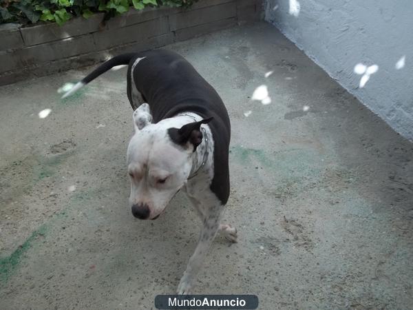 busco american stanford para monta