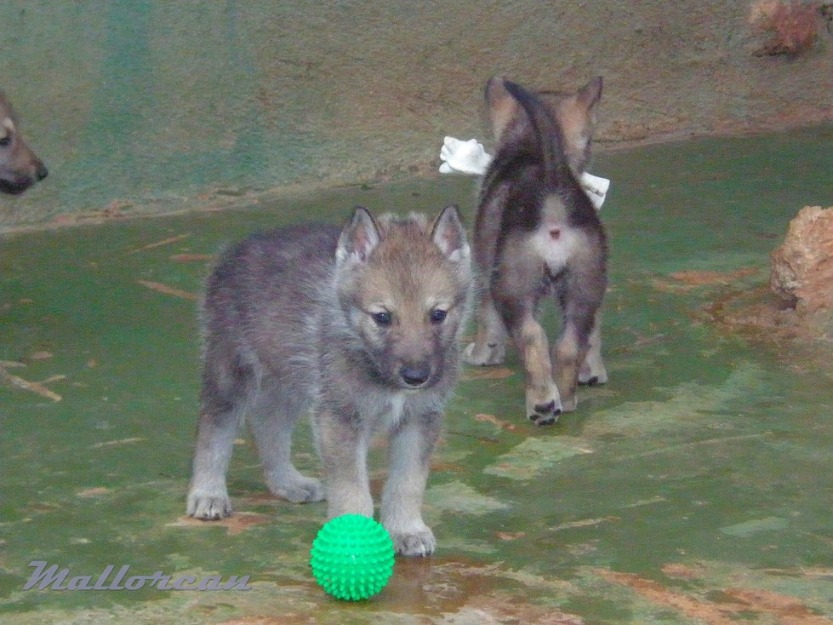 Cachorros Perro Lobo Mallorcan