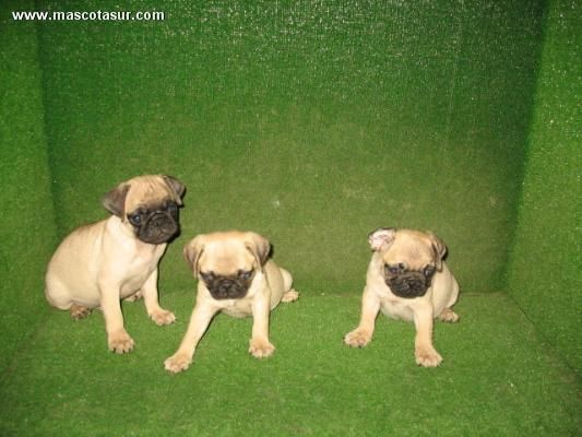 Excelentes Carlinos en Potevedra (MICROCHIP)