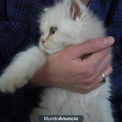 Gatito persa
