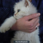 Gatito persa - mejor precio | unprecio.es
