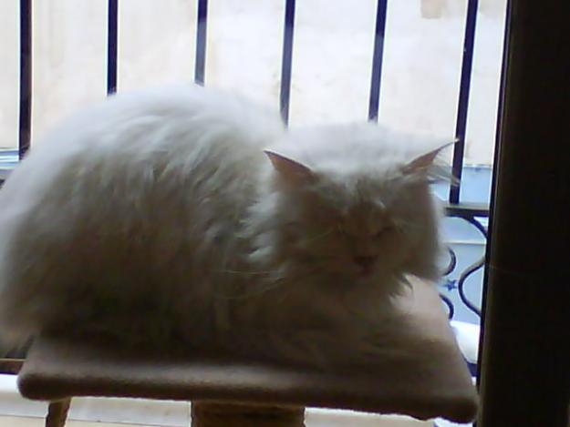 Gato persa blanco
