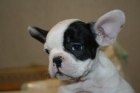 Preciosos trastillos de Bulldog Frances - mejor precio | unprecio.es