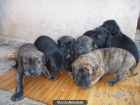 se venden cachorros de presa canario - mejor precio | unprecio.es