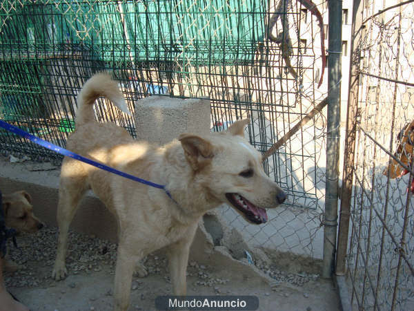 Travieso, cachorro en adopción