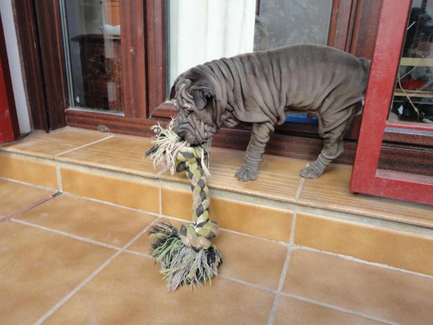 VENDO ÚLTIMO SHAR PEI GRIS