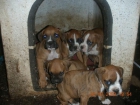 vendo cachorritas boxer - mejor precio | unprecio.es